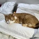 Simba Simba Mon Chat Européen Mâle stérilisé - Garde d'animaux à domicile