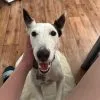Images de profil de Juan Felipe - Blooming Pets - Petsitting et garde d'animaux à domicile