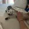 Images de profil de Juan Felipe - Blooming Pets - Petsitting et garde d'animaux à domicile