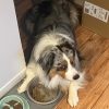 Images de profil de Juan Felipe - Blooming Pets - Petsitting et garde d'animaux à domicile