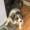 Images de profil de Juan Felipe - Blooming Pets - Petsitting et garde d'animaux à domicile