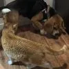 Images de profil de Juan Felipe - Blooming Pets - Petsitting et garde d'animaux à domicile