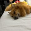 Images de profil de Juan Felipe - Blooming Pets - Petsitting et garde d'animaux à domicile
