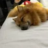 Images de profil de Juan Felipe - Blooming Pets - Petsitting et garde d'animaux à domicile