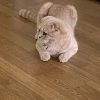 Images de profil de Juan Felipe - Blooming Pets - Petsitting et garde d'animaux à domicile