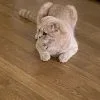 Images de profil de Juan Felipe - Blooming Pets - Petsitting et garde d'animaux à domicile