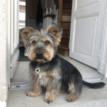Billy Mon Chien  Cairn Terrier Mâle stérilisé - Garde d'animaux à domicile