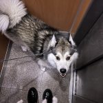 Sky Mon Chien  Spitz Loup (Keeshond) Mâle stérilisé - Garde d'animaux à domicile