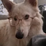 Woody Mon Chien  Berger Blanc Suisse Mâle - Garde d'animaux à domicile