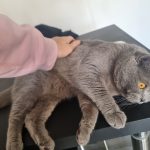 Luffy Mon Chat  British Shorthair Mâle stérilisé - Garde d'animaux à domicile