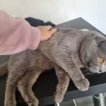 Luffy Mon Chat  British Shorthair Mâle stérilisé - Garde d'animaux à domicile