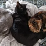 Princesse Mon Chat  Européen Femelle stérilisée - Garde d'animaux à domicile