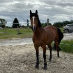 Austin Mon Poney  Poney Français de Selle Femelle - Garde d'animaux à domicile