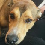 Ralf Mon Chien  Berger Roumain de Mioritza Mâle stérilisé - Garde d'animaux à domicile