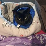 Pépette Mon Chat  Européen Femelle stérilisée - Garde d'animaux à domicile