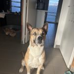 Rover Mon Chien  Croisé Mâle - Garde d'animaux à domicile