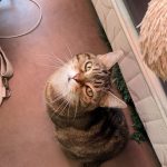 Chipie Mon Chat  Croisé Femelle - Garde d'animaux à domicile
