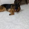 Images de profil de kenza - Blooming Pets - Petsitting et garde d'animaux à domicile