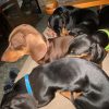 Images de profil de kenza - Blooming Pets - Petsitting et garde d'animaux à domicile