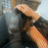 Images de profil de kenza - Blooming Pets - Petsitting et garde d'animaux à domicile