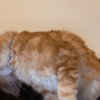 Images de profil de kenza - Blooming Pets - Petsitting et garde d'animaux à domicile