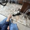 Images de profil de Kéziah - Blooming Pets - Petsitting et garde d'animaux à domicile