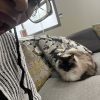 Images de profil de Kéziah - Blooming Pets - Petsitting et garde d'animaux à domicile