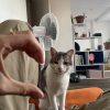 Images de profil de Clémentine - Blooming Pets - Petsitting et garde d'animaux à domicile