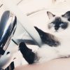 Images de profil de EMMA - Blooming Pets - Petsitting et garde d'animaux à domicile