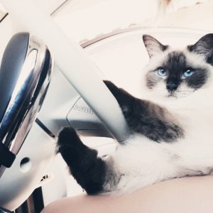Images de profil de EMMA - Blooming Pets - Petsitting et garde d'animaux à domicile