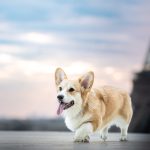 Swann Mon Chien  Welsh Corgi Pembroke Femelle - Garde d'animaux à domicile