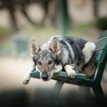 Ruby Mon Chien  Chien-loup Tchèque Femelle - Garde d'animaux à domicile