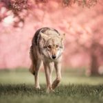 Saphir Mon Chien  Chien-loup de Saarloos Femelle - Garde d'animaux à domicile