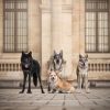 Images de profil de Angelique - Blooming Pets - Petsitting et garde d'animaux à domicile