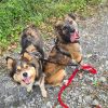 Images de profil de Thibaut - Blooming Pets - Petsitting et garde d'animaux à domicile