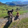 Images de profil de Thibaut - Blooming Pets - Petsitting et garde d'animaux à domicile