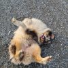 Images de profil de Thibaut - Blooming Pets - Petsitting et garde d'animaux à domicile