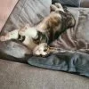 Images de profil de Thibaut - Blooming Pets - Petsitting et garde d'animaux à domicile