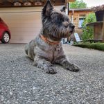 Hypso Mon Chien  Cairn Terrier Mâle stérilisé - Garde d'animaux à domicile