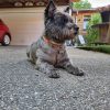Images de profil de Laura - Blooming Pets - Petsitting et garde d'animaux à domicile