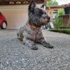 Images de profil de Laura - Blooming Pets - Petsitting et garde d'animaux à domicile