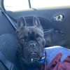 Images de profil de Laura-Valentina - Blooming Pets - Petsitting et garde d'animaux à domicile
