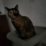 Kyra Mon Chat  Européen Femelle stérilisée - Garde d'animaux à domicile