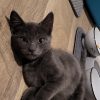 Images de profil de Lea - Blooming Pets - Petsitting et garde d'animaux à domicile
