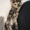 Images de profil de Lea - Blooming Pets - Petsitting et garde d'animaux à domicile