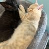 Images de profil de Lea - Blooming Pets - Petsitting et garde d'animaux à domicile