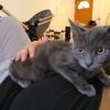 Images de profil de Lea - Blooming Pets - Petsitting et garde d'animaux à domicile