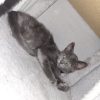 Images de profil de Lea - Blooming Pets - Petsitting et garde d'animaux à domicile