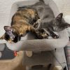 Images de profil de Lea - Blooming Pets - Petsitting et garde d'animaux à domicile