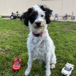 Irko Mon Chien  Parson Russell Terrier Mâle stérilisé - Garde d'animaux à domicile